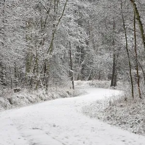 Forest trail in the snow, Hesse, Germany, Europe Forest trail in the snow, Hesse, Germany, Europe