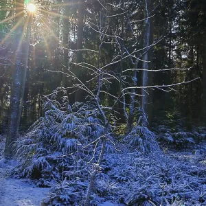 A forest trail with snow and sun rays shining through the trees A forest trail with snow and sun rays shining through the trees