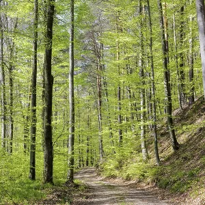 A forest trail surrounded by tall trees and fresh green leaves