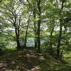 Ruta de bosque a través de árboles gruesos con una vista del paisaje lejano. Ruta de bosque a través de árboles gruesos con una vista del paisaje lejano.