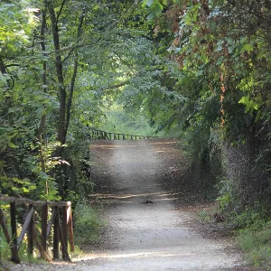 Forest trail through thick vegetation