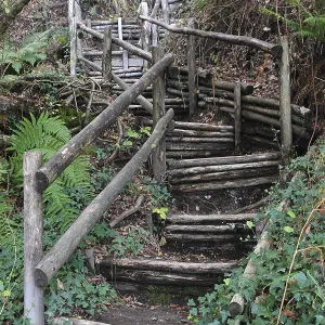 Forest trail through thick vegetation