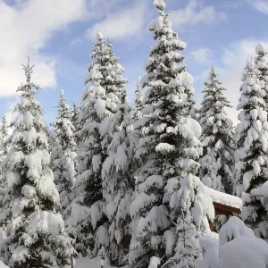 Forest, tree, trees, winter, snow