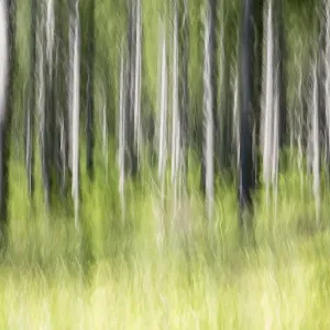 Forest, trees, blurred, Bavaria, Germany, Europe Forest, trees, blurred, Bavaria, Germany, Europe