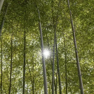 Forest with trees close up 2 Forest with trees close up 2