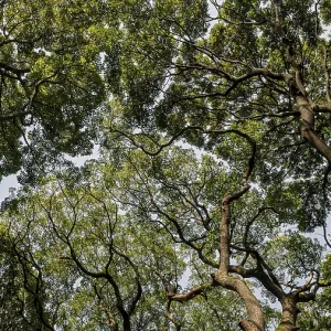 Forest with trees close up