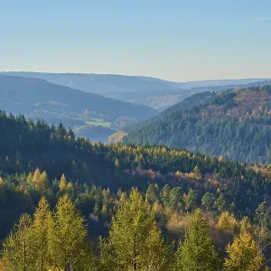 Forest, valley, coniferous forest Forest, valley, coniferous forest