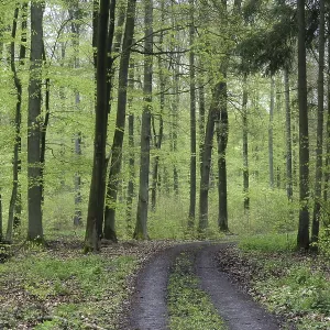 Forest way through a beech forest in spring with jung green leafs Forest way through a beech forest in spring with jung green leafs