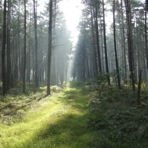 Forest way with sunlight