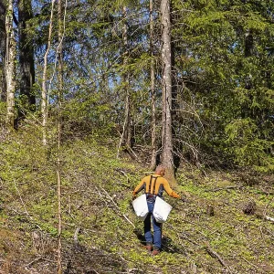 Forest worker planting spruce trees plants on a clearcutting in the forest on a sunny spring day