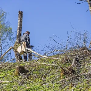 Forest worker planting spruce trees plants on a clearcutting in the forest on a sunny spring day