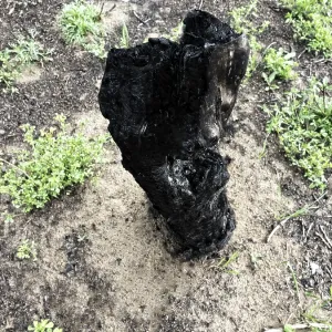 Forestry. Burnt tree trunks after a forest fire that took place three years ago Forestry. Burnt tree trunks after a forest fire that took place three years ago