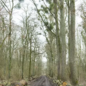 Forestry in the forest, wide forest road with tracks from a harvester