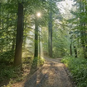 Fork, forest path, deciduous forest