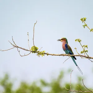 Forked Roller (Coracias caudatus)