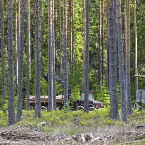 Forwarder with a crane transporting cut timber logs in coniferous forest among tall pine trees Forwarder with a crane transporting cut timber logs in coniferous forest among tall pine trees
