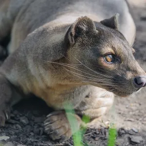 Une fossa (Cryptoprocta ferox) repose sur le sol de la forêt d'une forêt sèche.