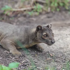 A Fossa in a Dry Forest Print - Madagascar