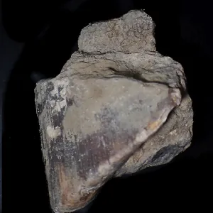 Fossil coral, petrification, chalceola sandalina