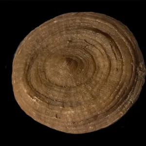 Fossil coral, petrification, Cunnolites sp