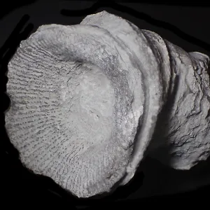 Fossil coral, petrification, cystiphyllum tenue