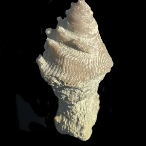 Fossil coral, petrification, cystiphyllum tenue