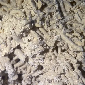 Fossil coral, petrification, Dendrophyllia candelabrum