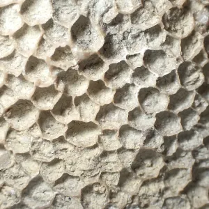 Fossil coral, petrification, Favorites spec