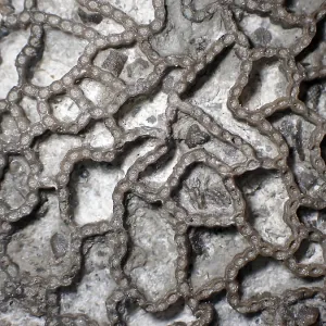 Fossil coral, petrification, Halysites Spec