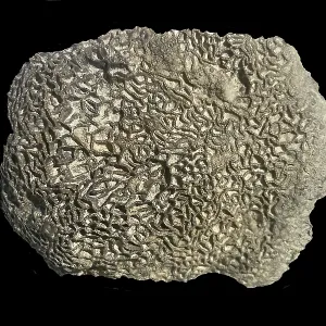 Fossil coral, petrification, Halysites spec