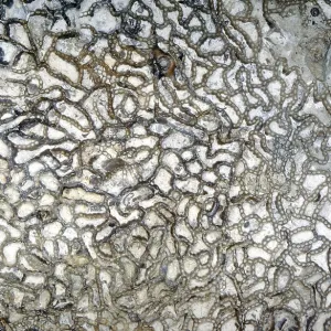 Fossil coral, petrification, Halysites spec