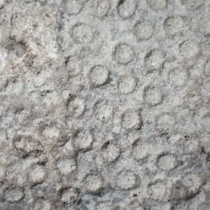 Fossil coral, petrification, Heliolites spec