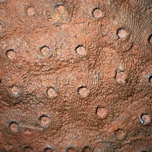 Fossil coral, petrification, Phillipsastrea cf