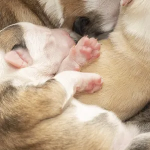 Four-day-old puppy (Icelandic dog) Four-day-old puppy (Icelandic dog)