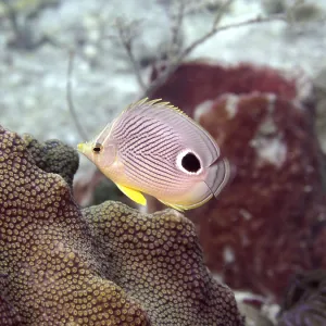 Four-eye butterflyfish (Chaetodon capistratus)