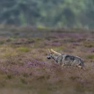 Four-month-old Wolf Puppy Hunting Broom Heath Print Four-month-old Wolf Puppy Hunting Broom Heath Print