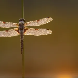 Four-spotted dragonfly (Libellula quadrimaculata) in the morning dew in the moor Four-spotted dragonfly (Libellula quadrimaculata) in the morning dew in the moor