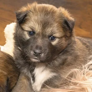 Four-week-old puppy (Icelandic Hound breed)