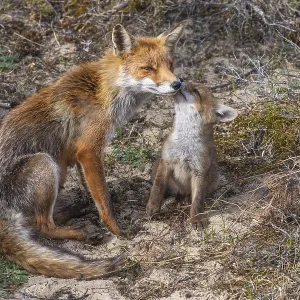 Fox (Vulpes vulpes) with pup, Zandvoort Fox (Vulpes vulpes) with pup, Zandvoort