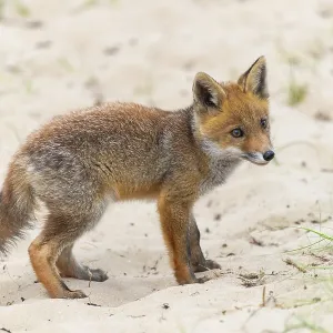 Fox (Vulpes vulpes), puppy, young fox Fox (Vulpes vulpes), puppy, young fox