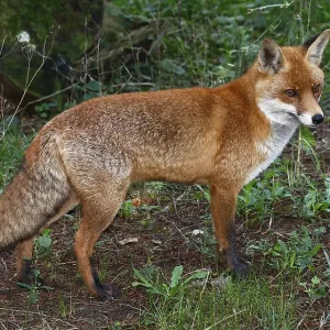Fox (Vulpes vulpes) Red fox, Schleswig-Holstein Fox (Vulpes vulpes) Red fox, Schleswig-Holstein