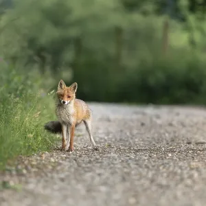 A fox (Vulpis) stands on a forest path surrounded by green vegetation on a calm summer day