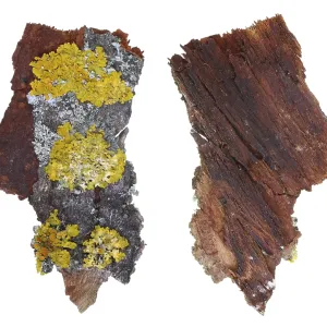 Fragment of natural european forest gray and yellow moss and lichen plant on linden tree bark