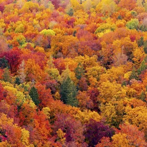 Full frame of beautiful variegated autumn foliage of mixed forest in late October Full frame of beautiful variegated autumn foliage of mixed forest in late October