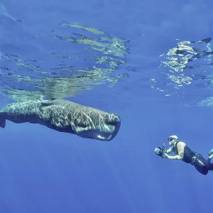 Freediver photographing a sperm whale (Physeter macrocephalus)