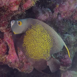 French angelfish (Pomacanthus paru)
