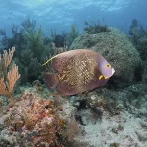 French angelfish (Pomacanthus paru) in typical Caribbean reef landscape