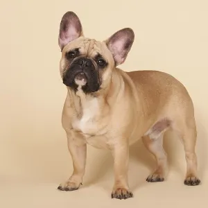 French bull dog on cream background French bull dog on cream background