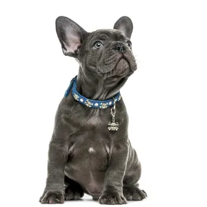 French Bulldog (2 months old) in front of a white background