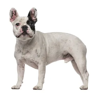 French Bulldog (4 years old)